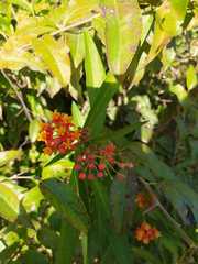 Asclepias curassavica