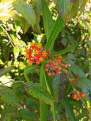Asclepias curassavica