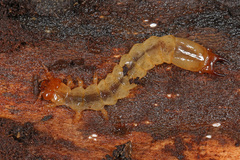 Pyrochroinae