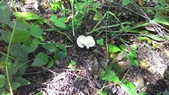 Calocybe