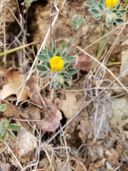 Acmispon brachycarpus
