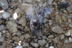 Pachybrachis hepaticus