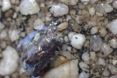 Pachybrachis hepaticus