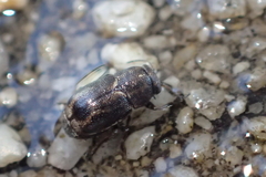 Pachybrachis hepaticus