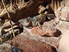 Ctenosaura pectinata