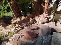 Ctenosaura pectinata