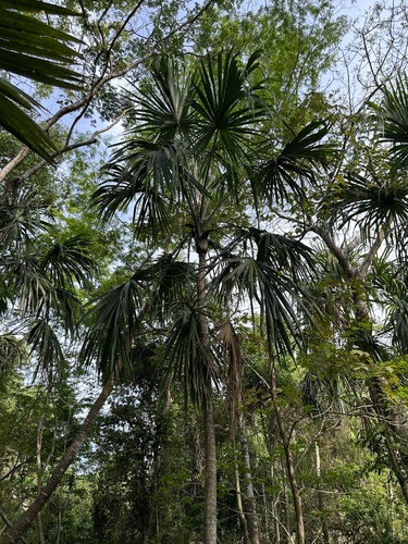 Trinidad palm (Sabal mauritiiformis)