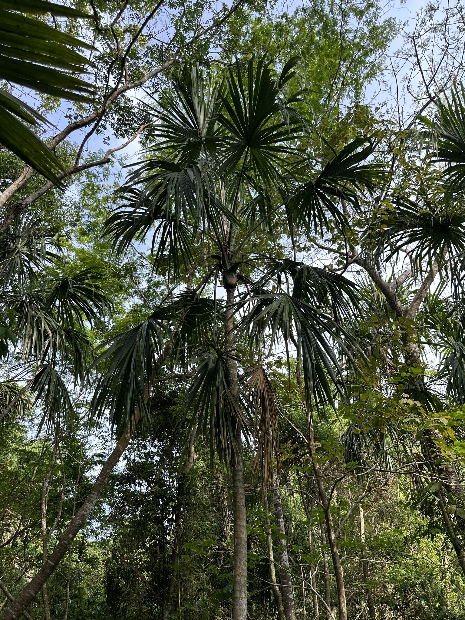 Green Botan (Sabal mauritiiformis)