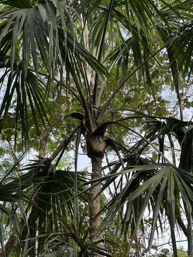 Sabal mauritiiformis, photograph 6