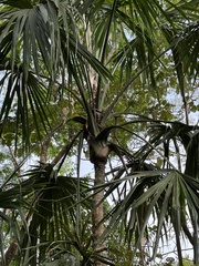 Sabal mauritiiformis, photograph (c) Nicolás Baresch Uribe, some rights reserved (CC BY)