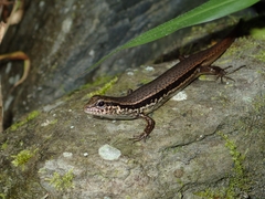 Himalayan Forest Skink photo 4