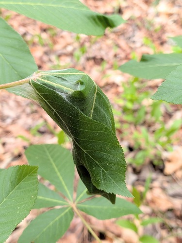 Southern Ugly-nest Caterpillar Moth photo 5