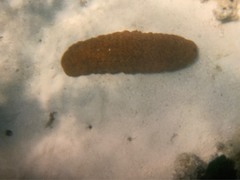 Stichopus herrmanni