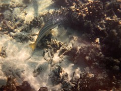 Lutjanus carponotatus