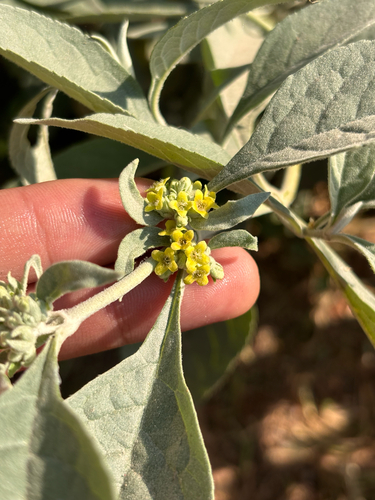 Rio Grande Butterfly-bush (Buddleja sessiliflora)