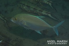 Caranginae
