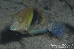 Choerodon cephalotes