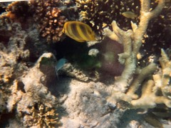 Chaetodon rainfordi