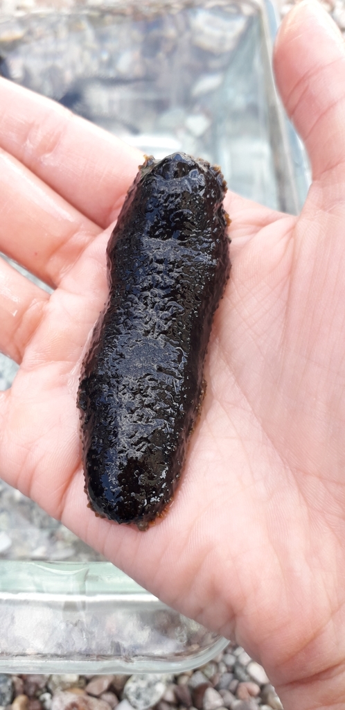 Holothuria lubrica