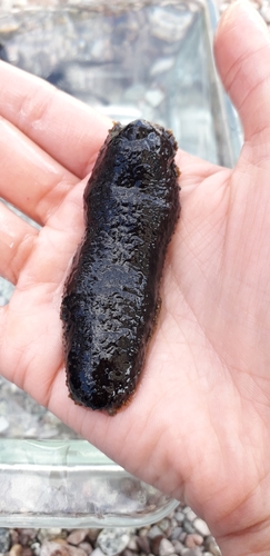 Holothuria lubrica