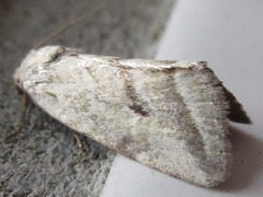 Phyllophila obliterata