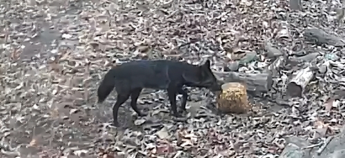 Coyote photographed in Georgia