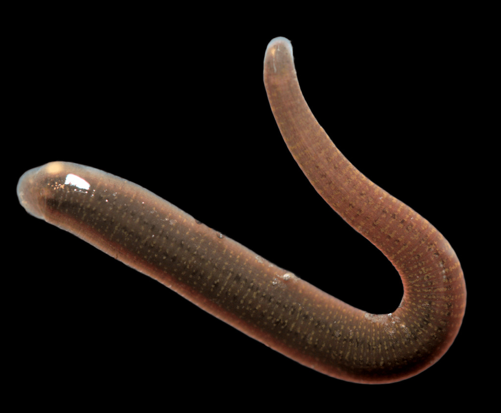 Dina punctata