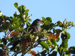 Patagioenas speciosa