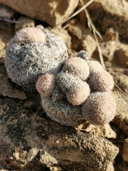 Epithelantha greggii