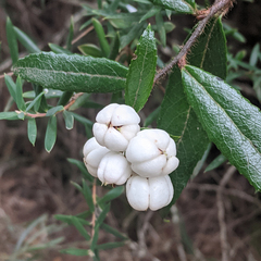 Gaultheria hispida