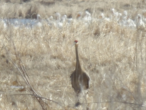 Sandhill Crane photographed in Iowa