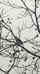 Garrulus glandarius atricapillus