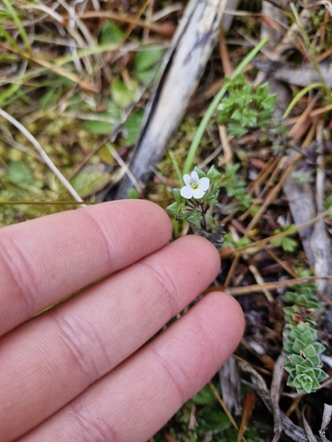 Euphrasia australis observed 2026-03-24