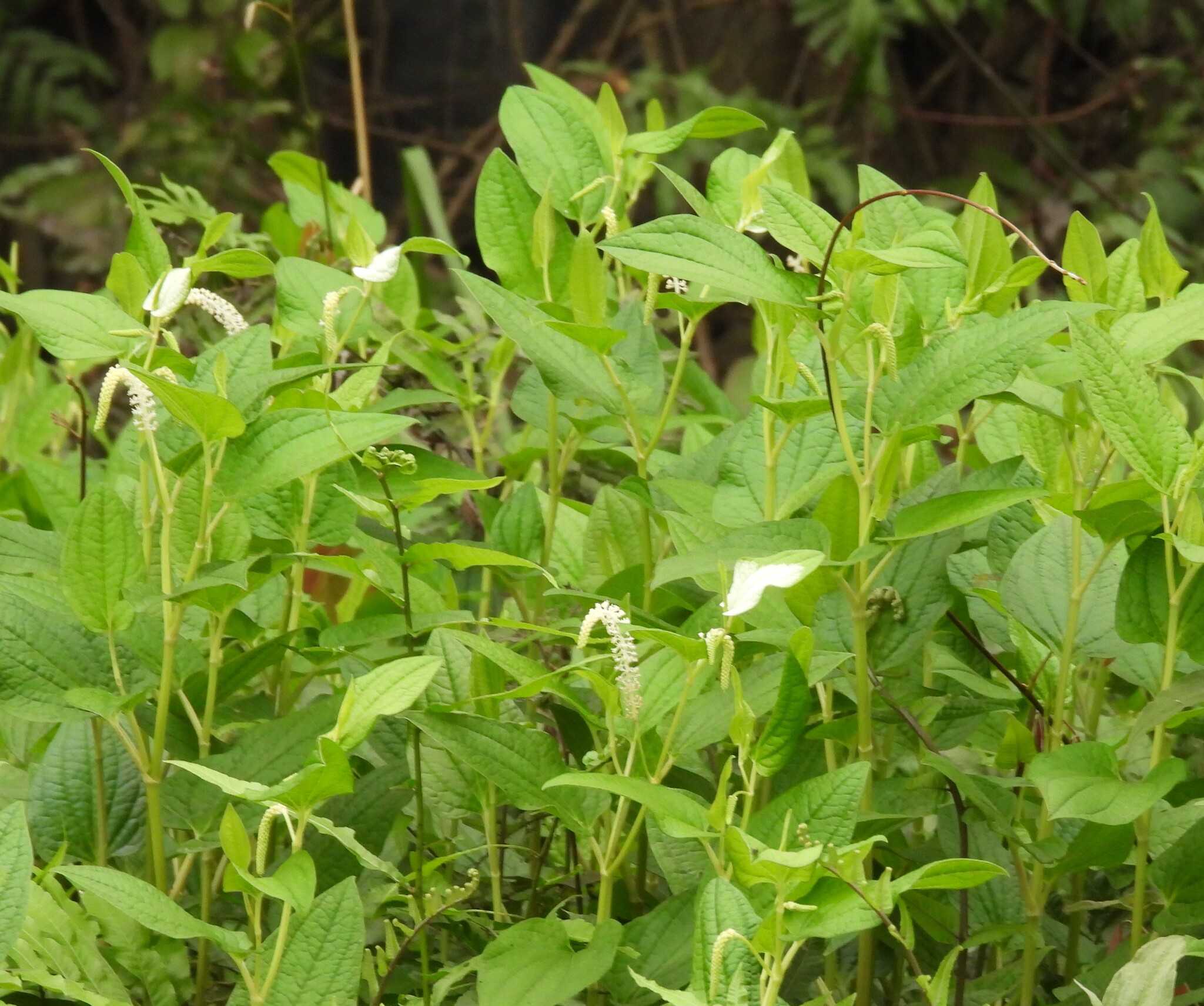 Saururus chinensis — ảnh 2