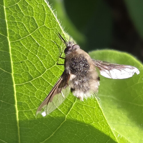 Unknown species found near Rocklin, CA, USA