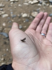 Ephemerellidae