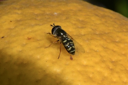 Unknown species found near 33rd St, East Sac, CA, USA