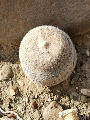 Epithelantha greggii