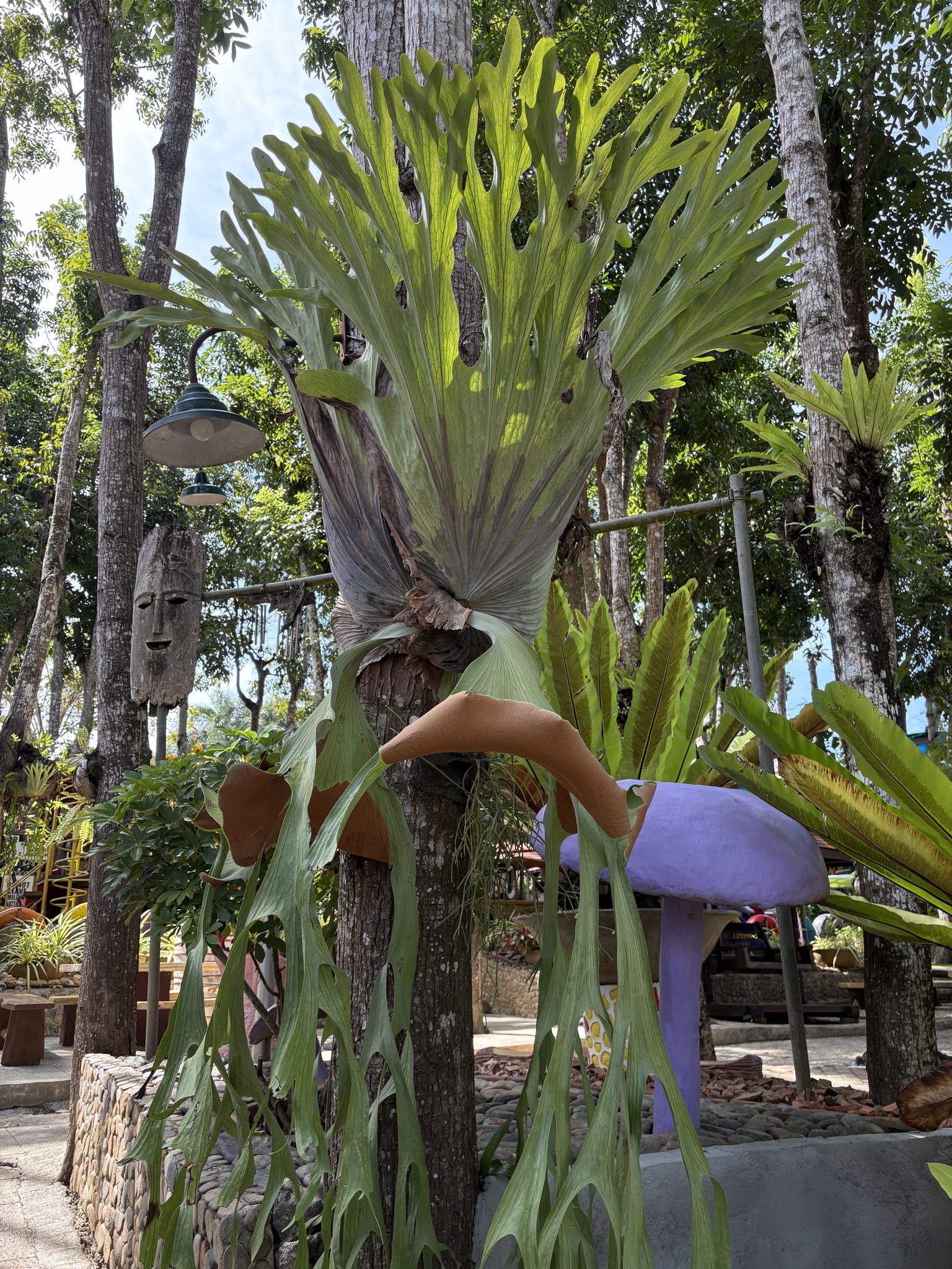 Platycerium grande