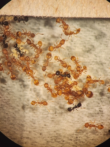 Temnothorax duloticusTemnothorax duloticus
