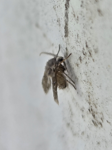 Unknown species found near Orchard Hills, Irvine, CA, USA