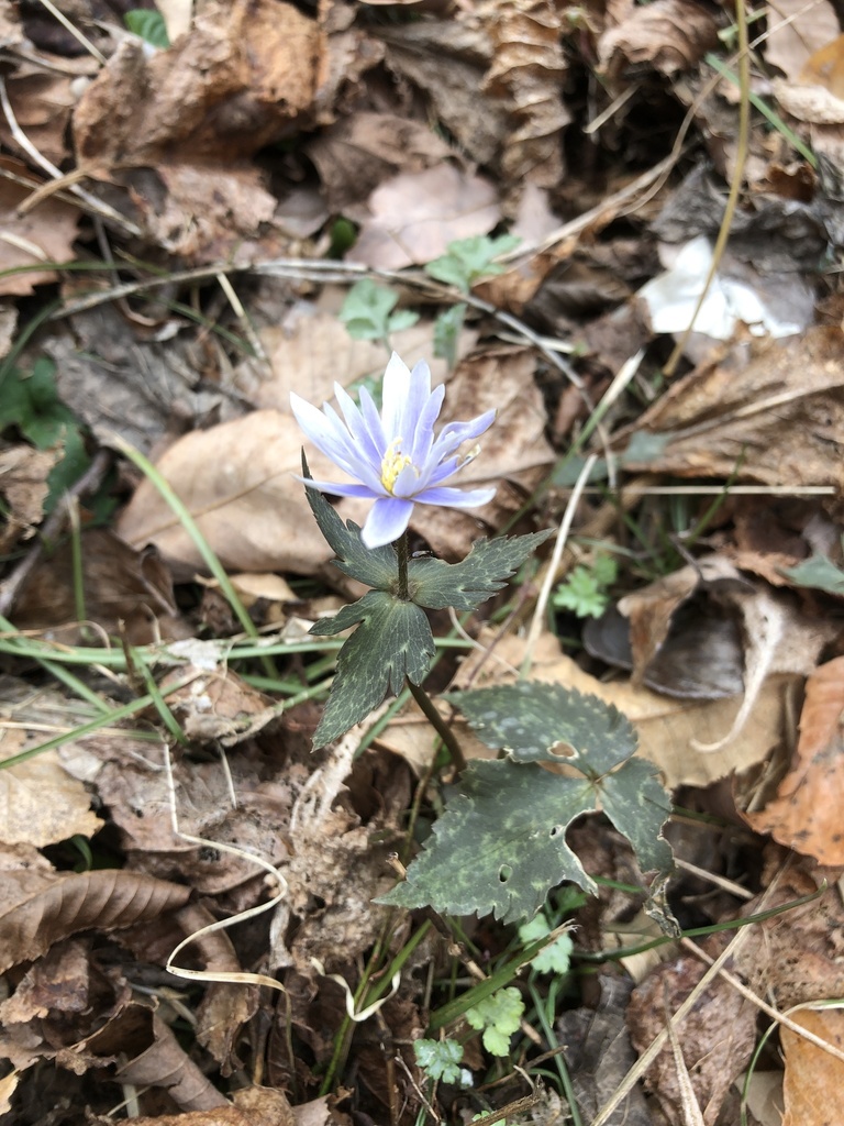 Anemonastrum keiskeanum