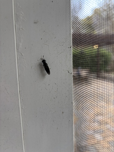 Unknown species found near Mallard Trace Dr, Tallahassee, FL, US