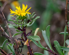 Grindelia stricta angustifolia