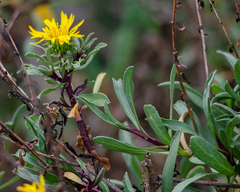 Grindelia stricta angustifolia