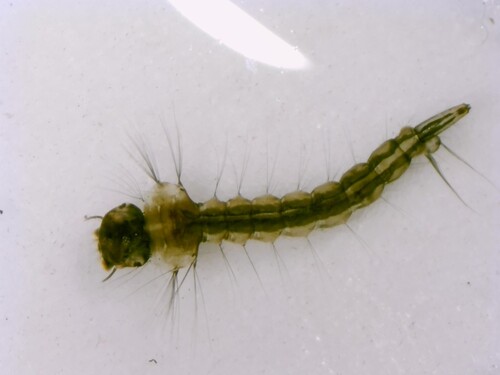 Unknown species found near New Castle County, DE, USA