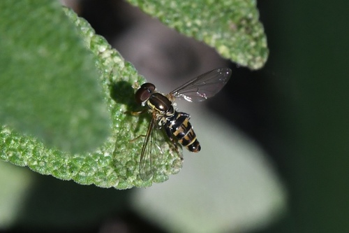 Unknown species found near 33rd St, East Sac, CA, USA