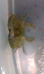 Thalamitinae