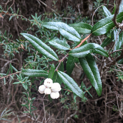 Gaultheria hispida