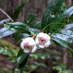 Gaultheria hispida